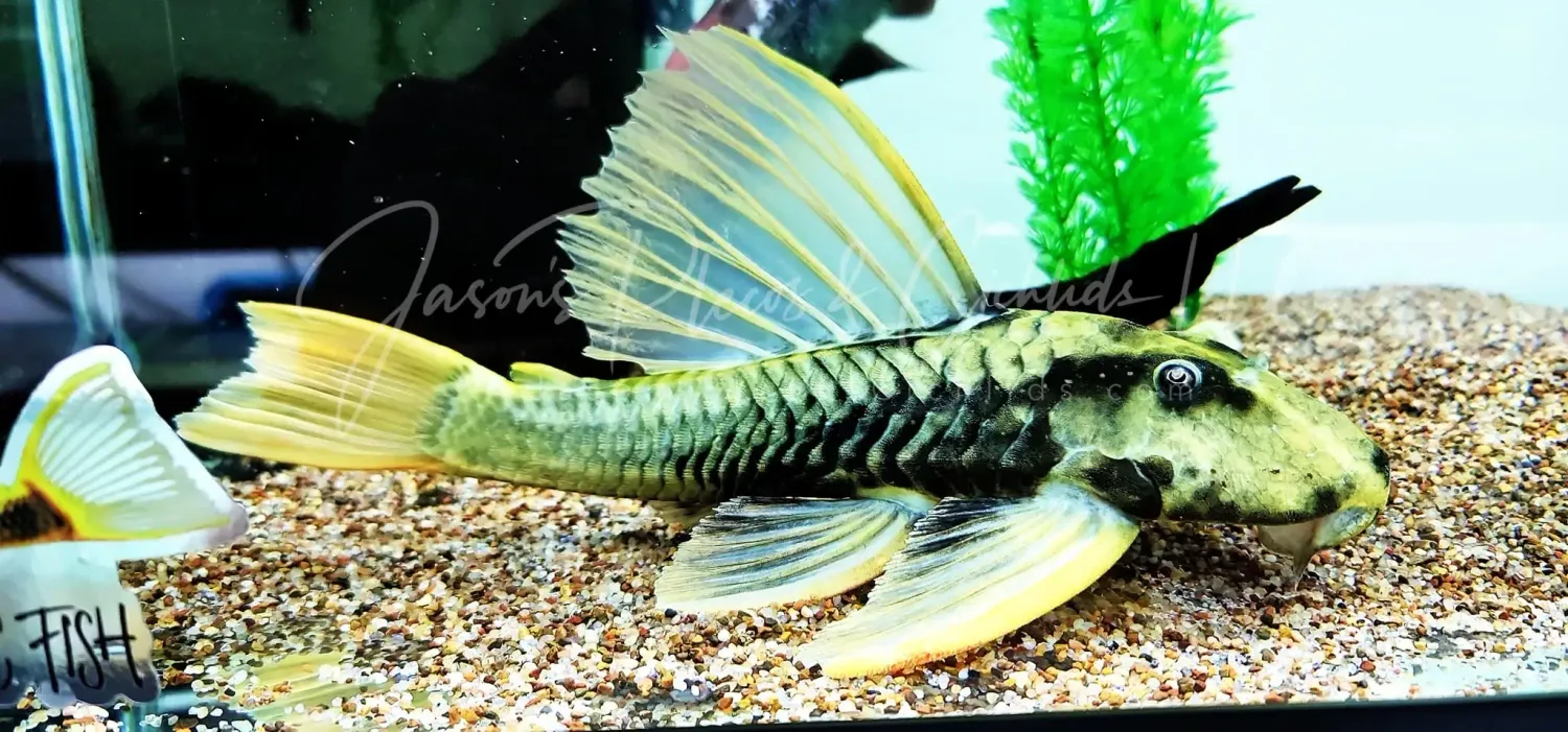 Phase III Luteus Pleco/Golden Sailfin Pleco- (Hypostomus Luteus) Argentina