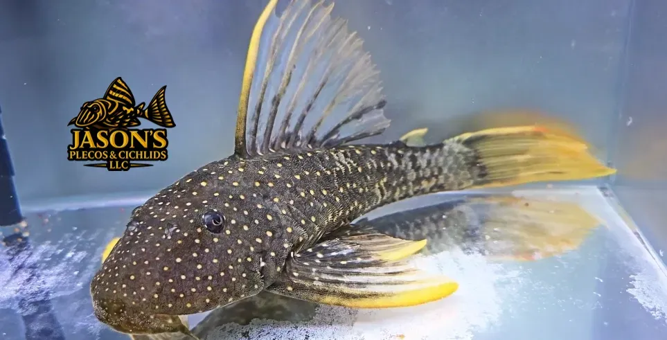Phase II Luteus Pleco/Golden Sailfin Pleco - (Hypostomus Luteus) Argentina