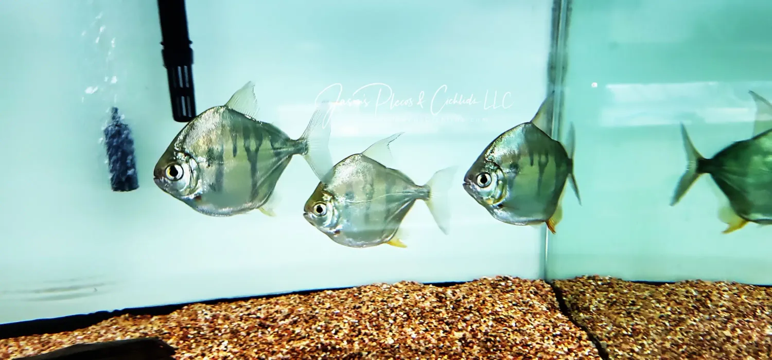 Tiger Silver Dollar - (Metynnis fasciatus)