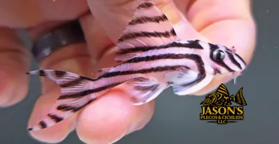L046 Zebra Pleco - (Hypancistrus zebra)