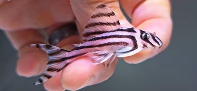 L046 Zebra Pleco - (Hypancistrus zebra)