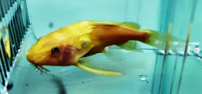 Albino Greshoffs Fiederbartwels  - (Synodontis agreshoffi)