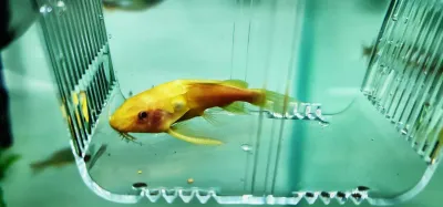 Albino Greshoffs Fiederbartwels  - (Synodontis agreshoffi)