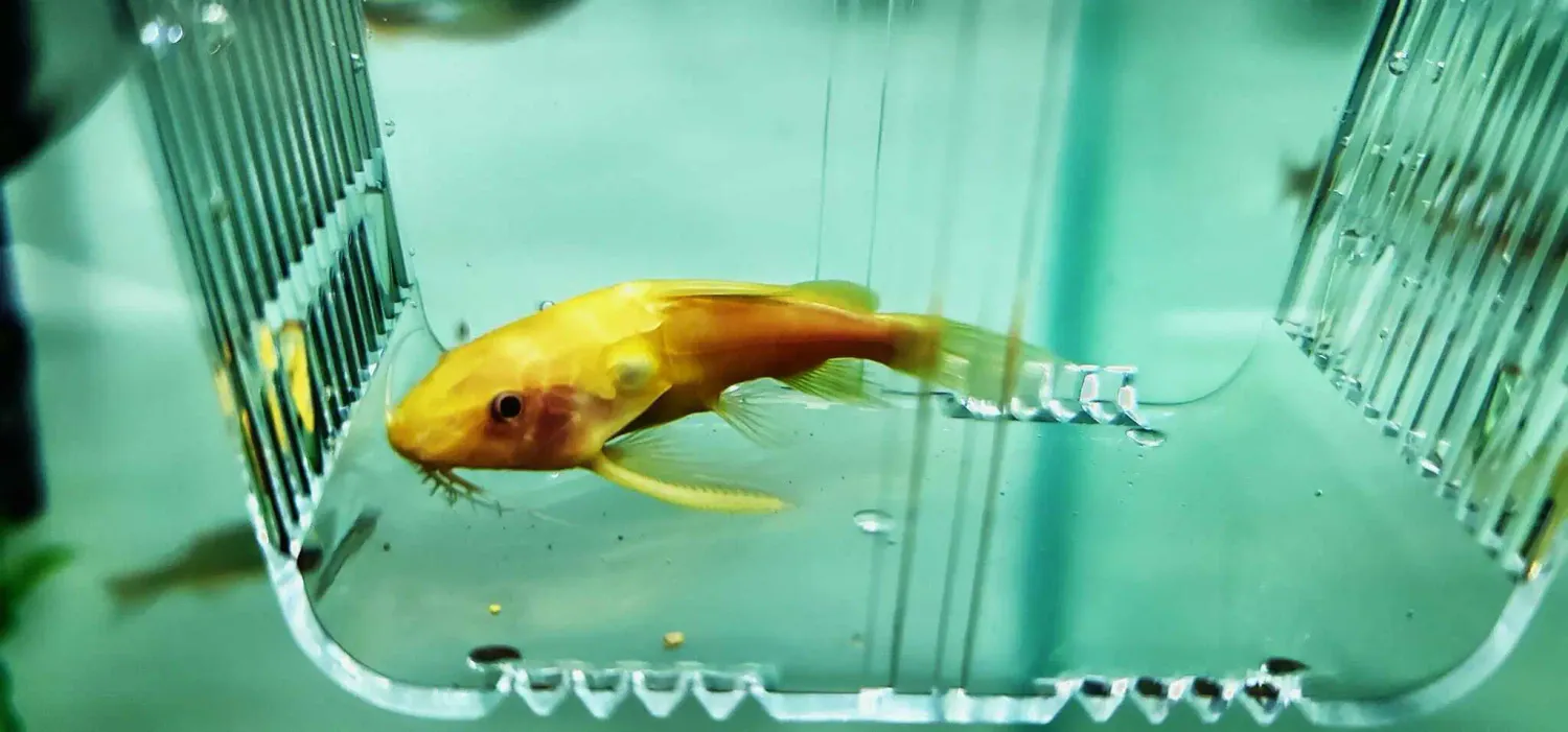 Albino Greshoffs Fiederbartwels  - (Synodontis agreshoffi)