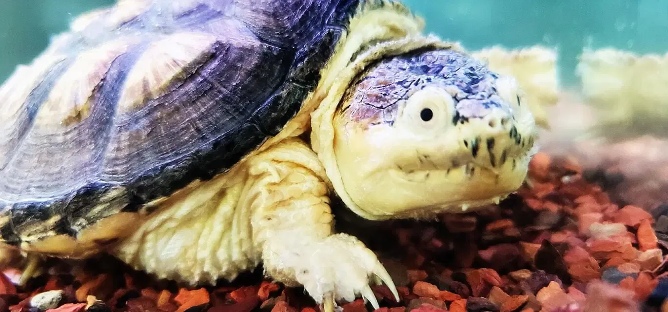 Hypomelanistic Common Snapping Turtle - (Chelydra serpentina)