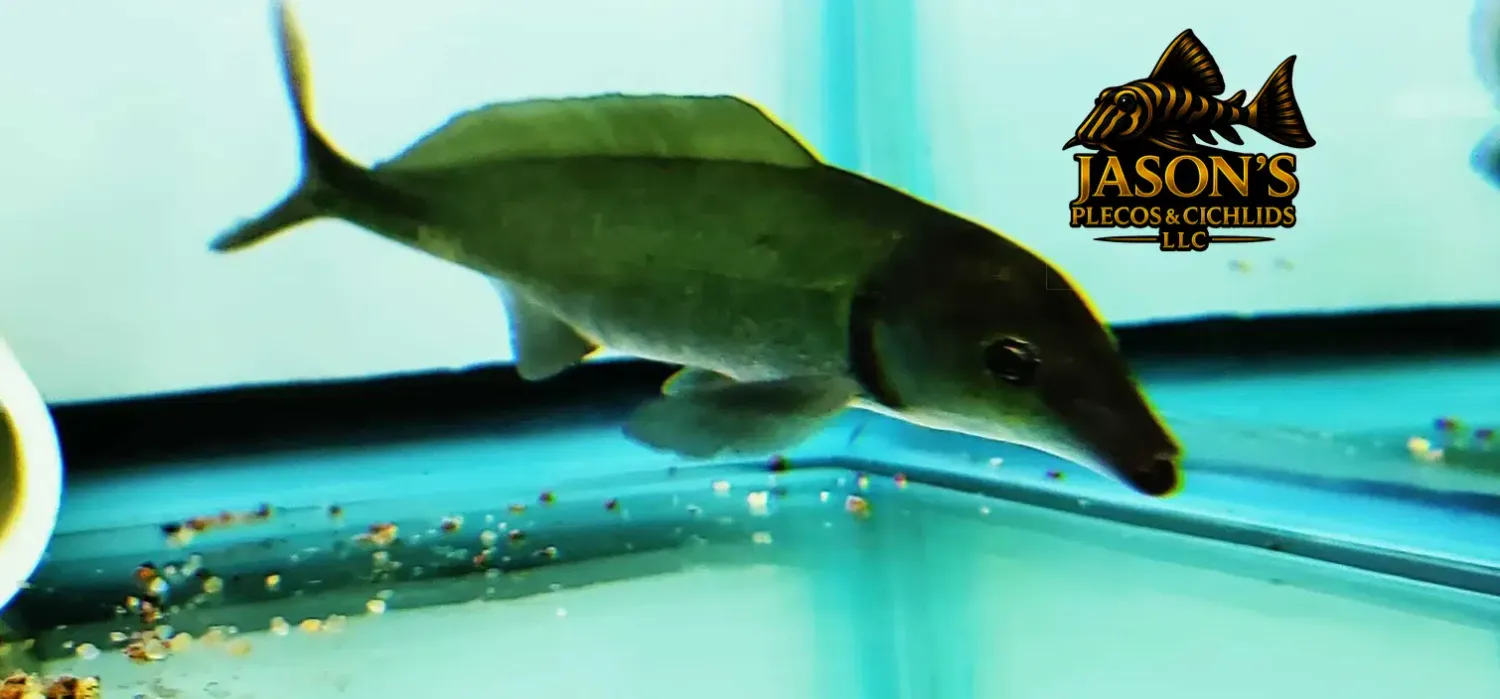 Freshwater Dolphin Fish - (Mormyrus Longirostris)