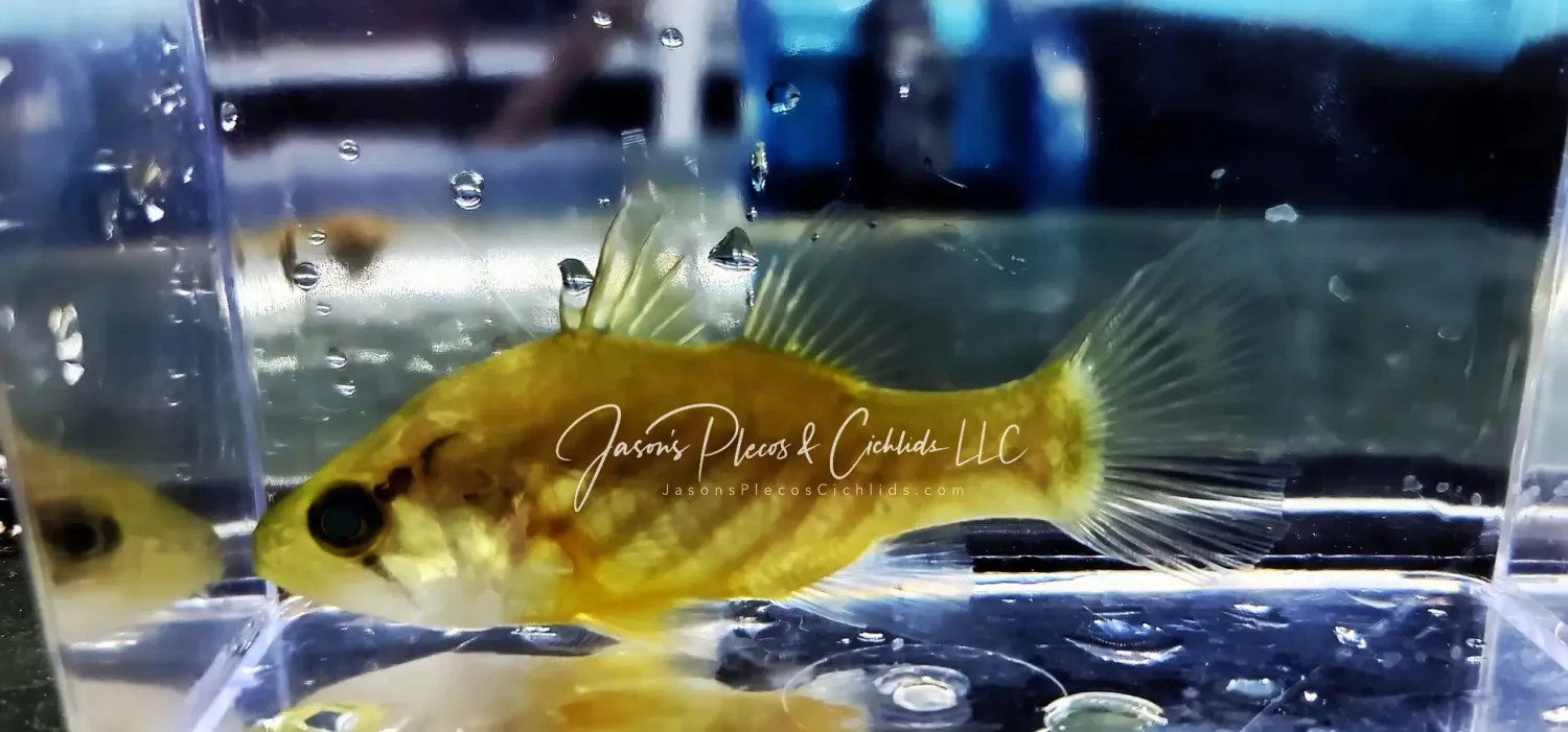 Wichmann's Mouth Almighty/Wichmann's Cardinalfish - (Glossamia wichmanni)