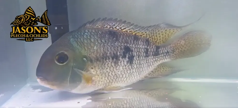 Nicaragua Cichlid - (Hypsophrys nicaraguensis)