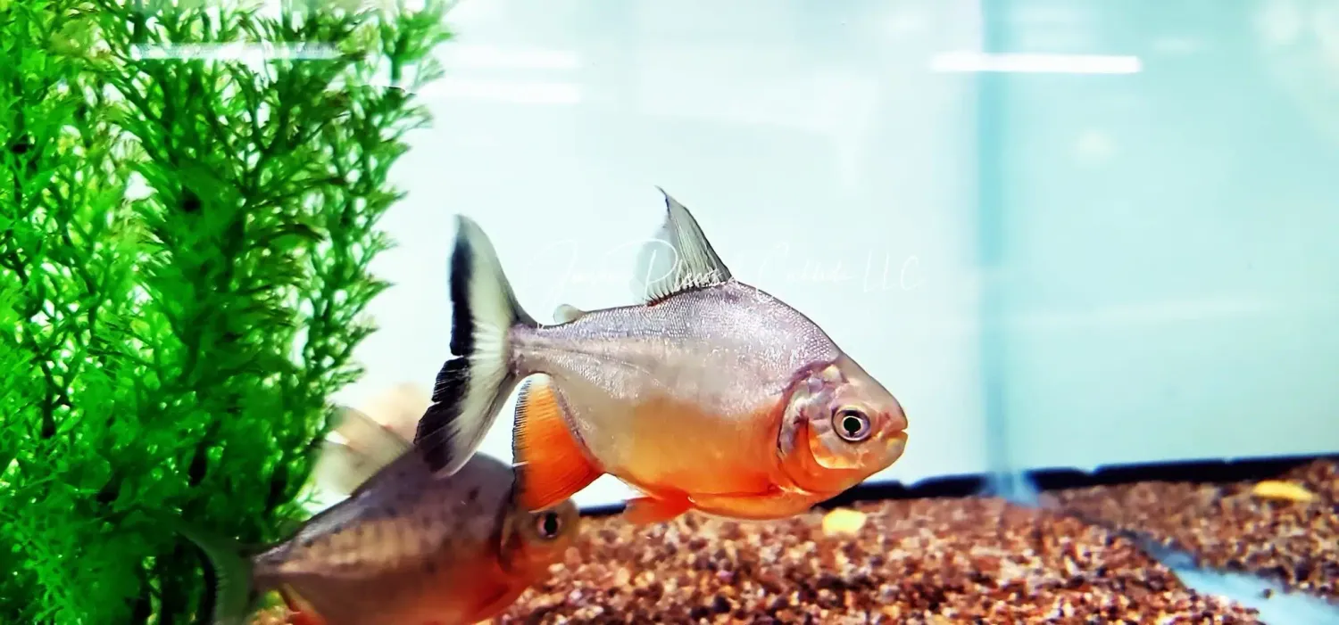 Red-bellied Pacu - (Piaractus brachypomus)