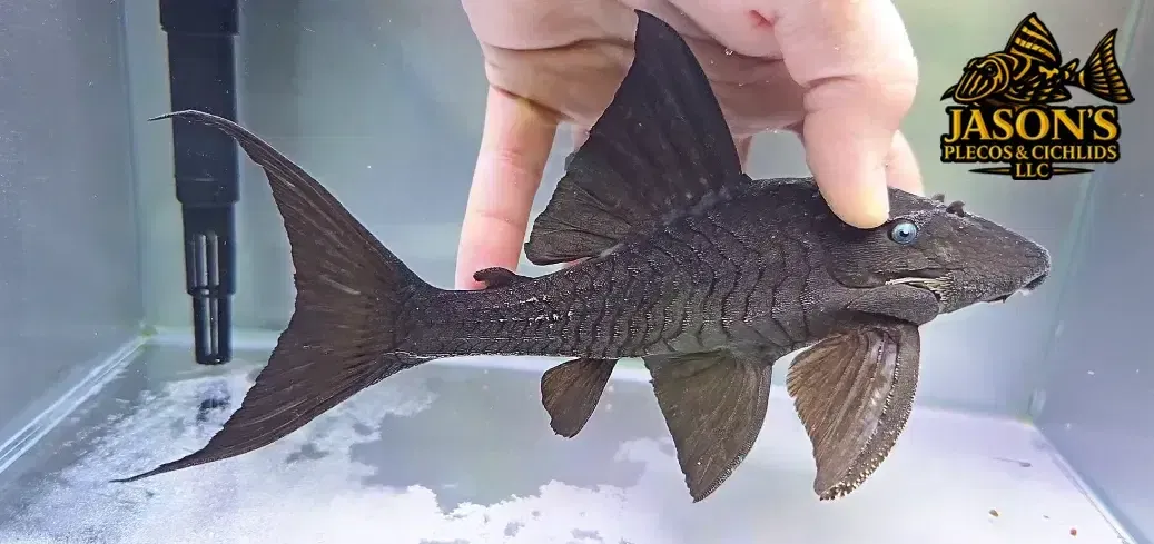 Blue Eyed Royal Pleco - (Panaque cochliodon)