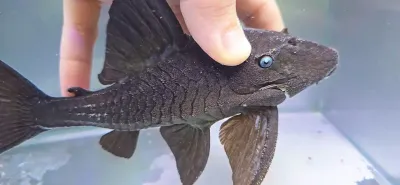 Blue Eyed Royal Pleco - (Panaque cochliodon)