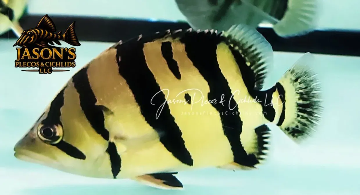 Siamese Tiger Fish/ST Datnoid - (Datnioides Pulcher)