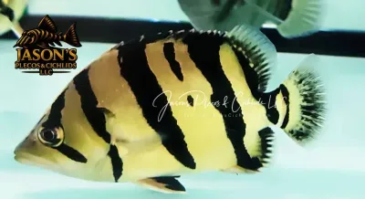 Siamese Tiger Fish/ST Datnoid - (Datnioides Pulcher)