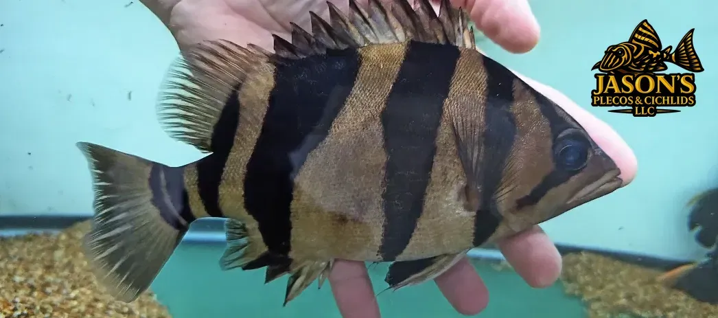 Indo Datnoid - (Datnioides microlepis)