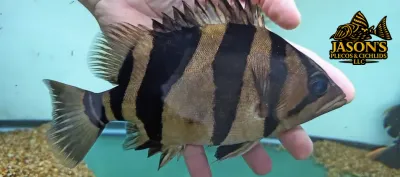 Indo Datnoid - (Datnioides microlepis)