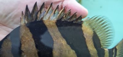 Indo Datnoid - (Datnioides microlepis)