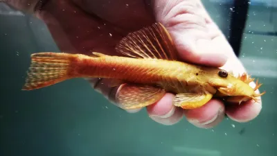 Ancistrus sp. Colombia - Rare Color Morph