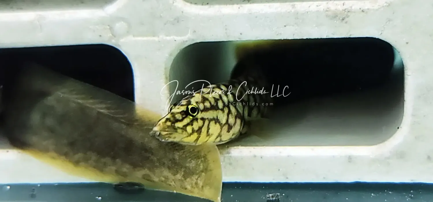 Moorii Eel - (Mastacembelus moorii)