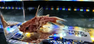Marbled Talking Catfish - (Amblydoras nauticus) Color Morph