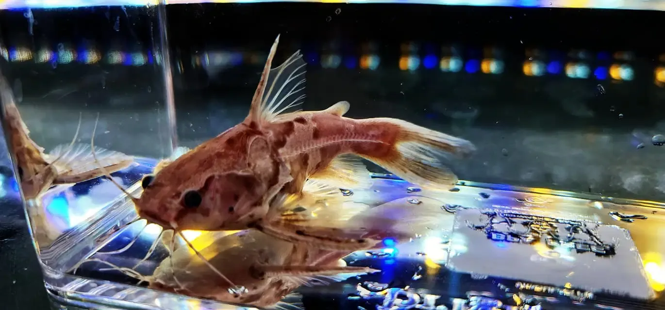 Marbled Talking Catfish - (Amblydoras nauticus) Color Morph