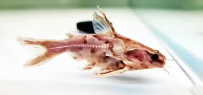 Marbled Talking Catfish - (Amblydoras nauticus) Color Morph