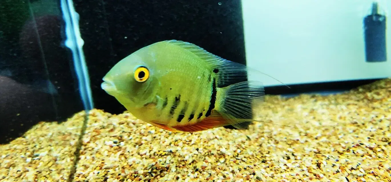 Rio Araguaia Severum - (Heros cf efasciatus "Rio Araguia")