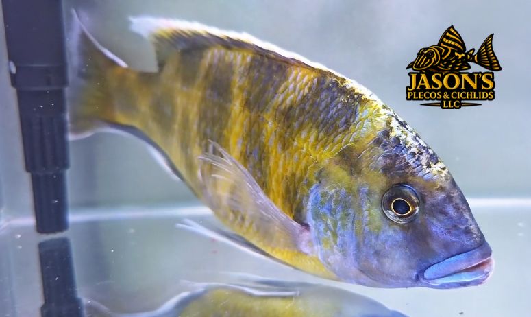 Giraffe Cichlid - (Nimbochromis venustus)