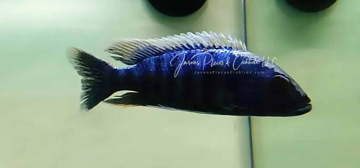 Electric Blue Ahli - (Sciaenochromis Fryeri)
