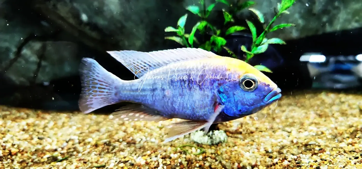 Sulfurhead Peacock - (Aulonocara maylandi)