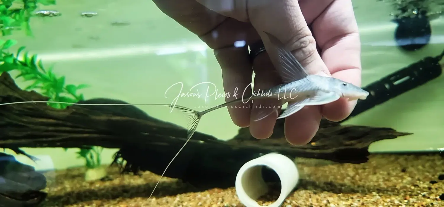 Kite Pleco - (Lamontichthys filamentosus)