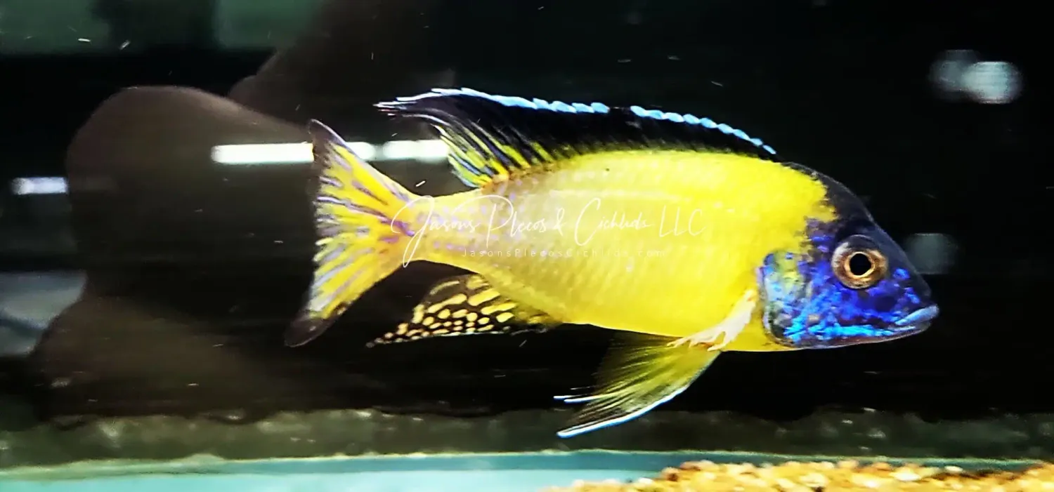 Blue Neon Peacock Cichlid - (Aulonocara sp.)