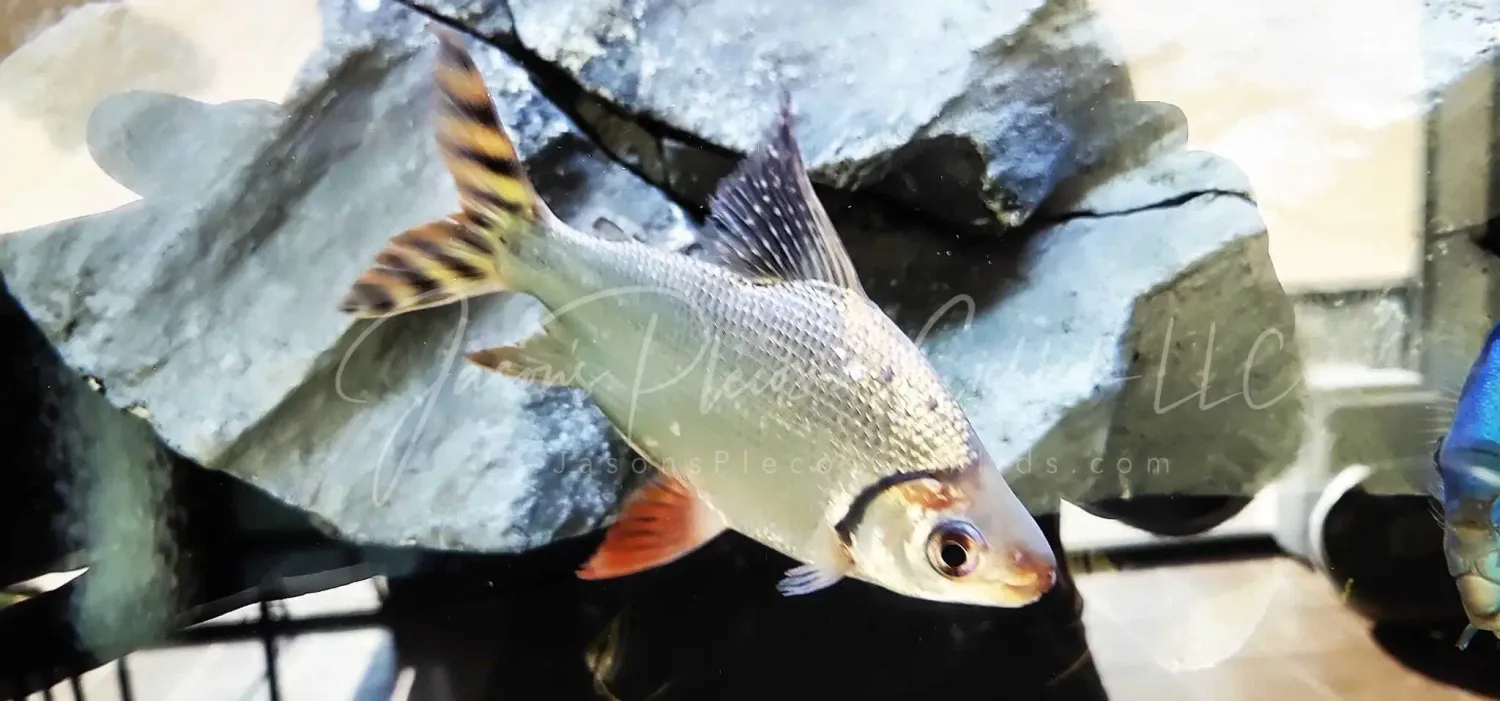 Red Flagtail Prochilodus - (Semaprochilodus insignis)