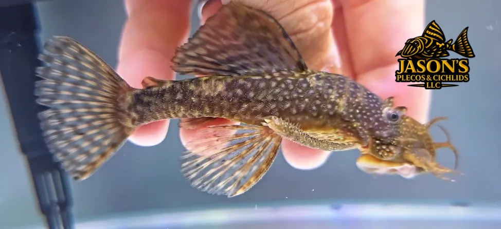 Common Bristlenose Catfish - (Ancistrus cf. cirrhosus)
