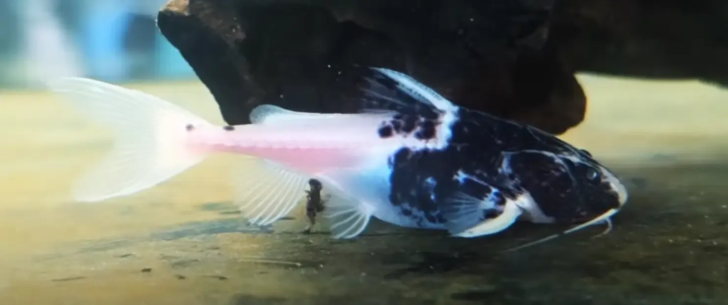Panda Granulated Catfish - (Pterodoras granulosus)