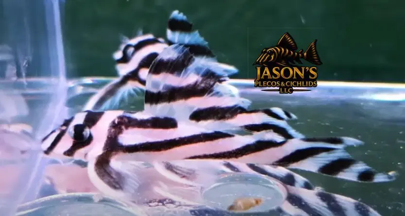 L046 Zebra Pleco - (Hypancistrus zebra)