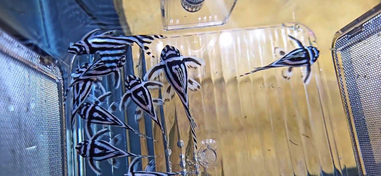 L046 Zebra Pleco - (Hypancistrus zebra)