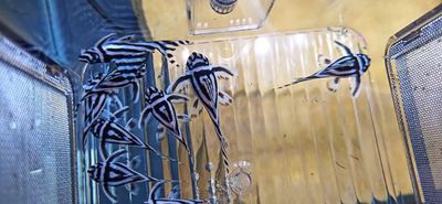 L046 Zebra Pleco - (Hypancistrus zebra)