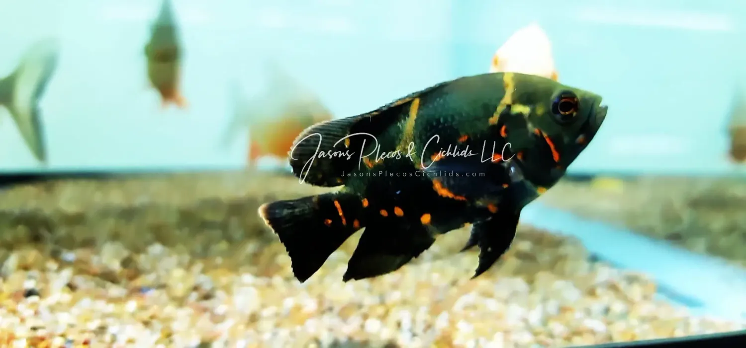 Tiger Oscar - (Astronotus ocellatus)