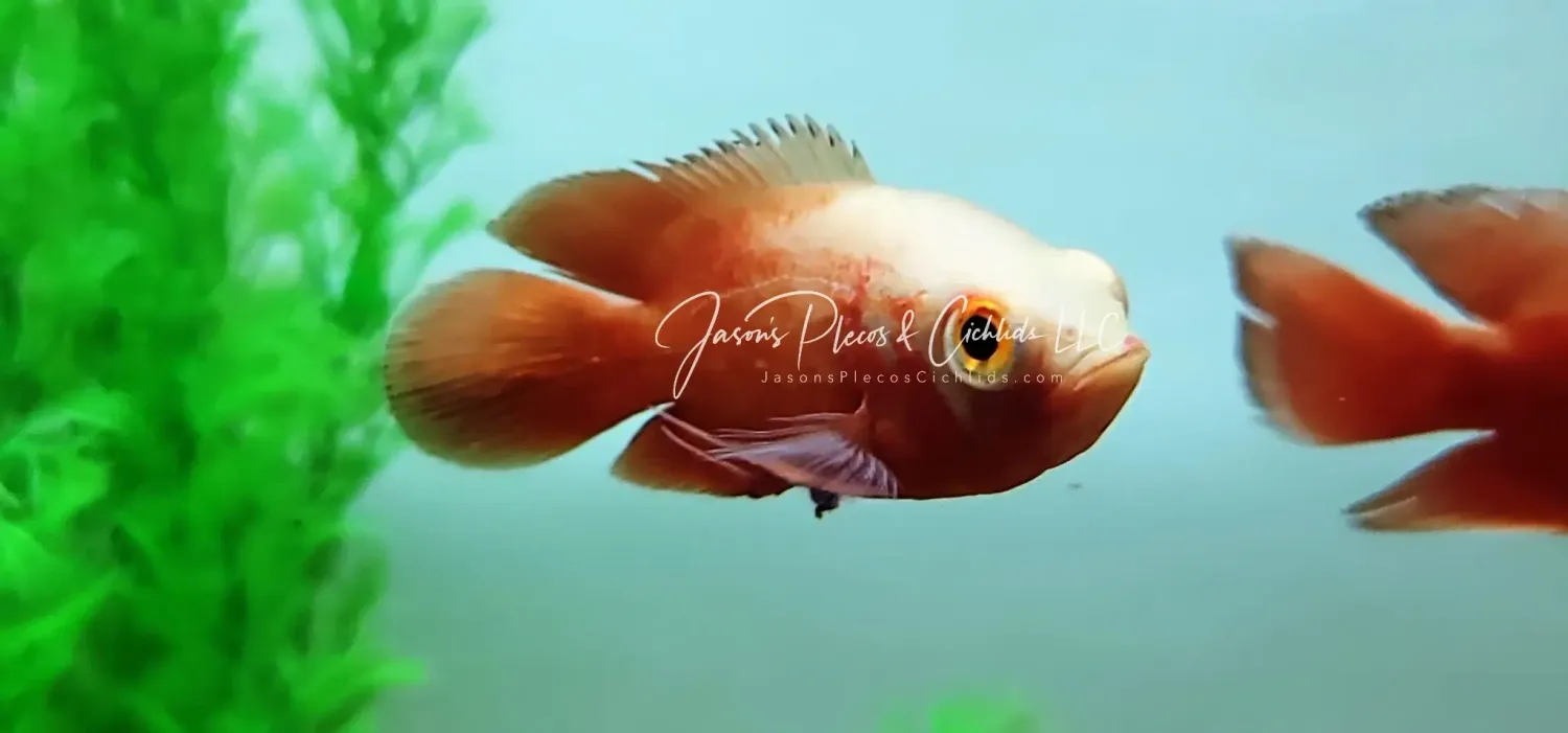 Chili Red Oscar - (Astronotus ocellatus)