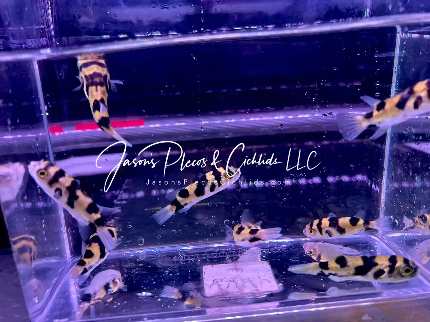 Amazon Puffer - (Colomesus asellus)