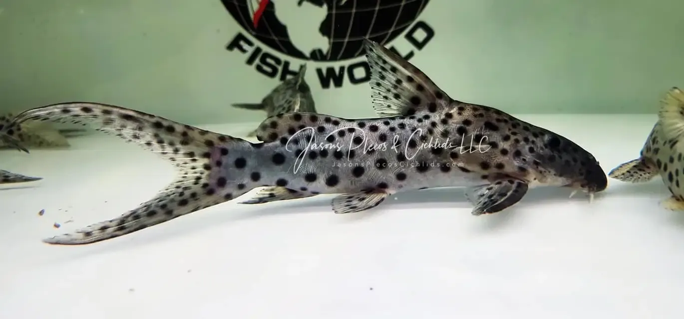Eyespot Synodontis - (Synodontis longirostris)