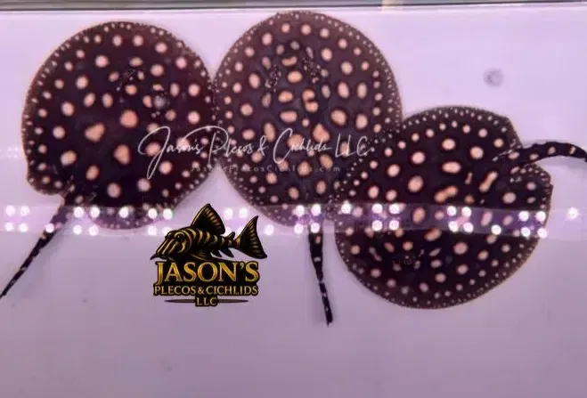 Black Diamond Stingray - (Potamotrygon leopoldi)