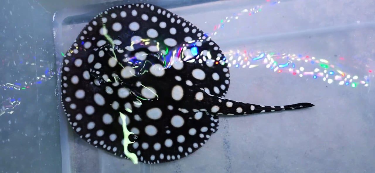 Black Diamond Stingray - (Potamotrygon leopoldi)