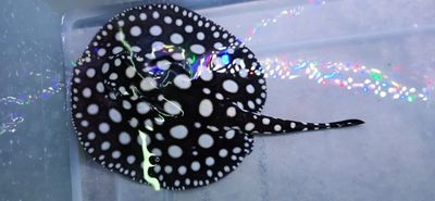Black Diamond Stingray - (Potamotrygon leopoldi)