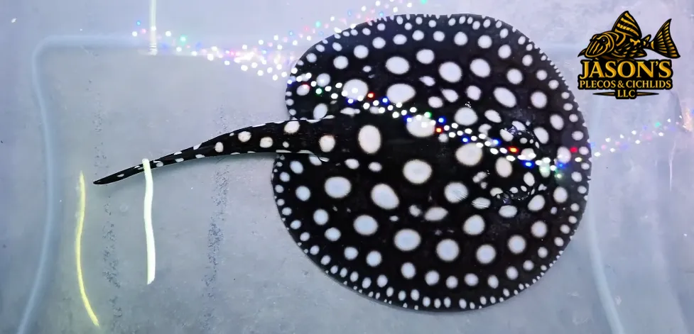 Black Diamond Stingray - (Potamotrygon leopoldi)