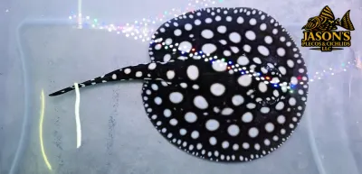 Black Diamond Stingray - (Potamotrygon leopoldi)
