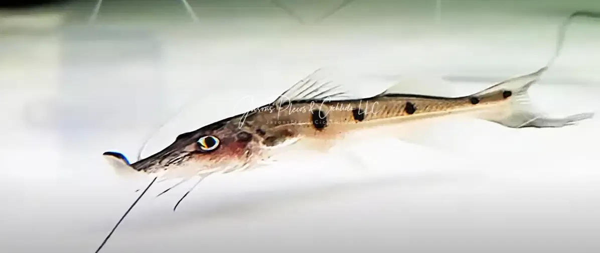 Sturgeon Catfish - (Platystomatichthys sturio)