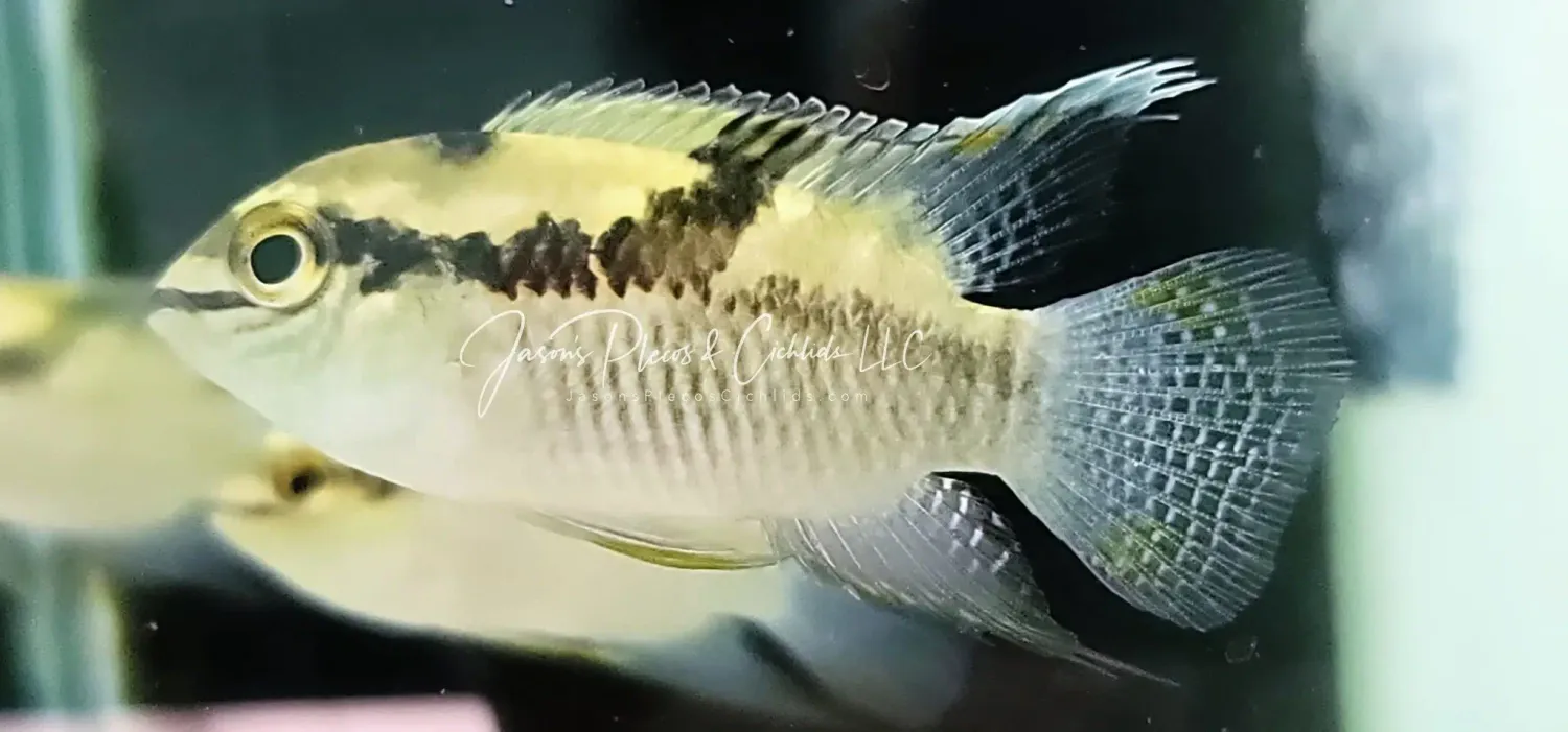 Thayeri Dwarf Acara - (Laetacara thayeri)