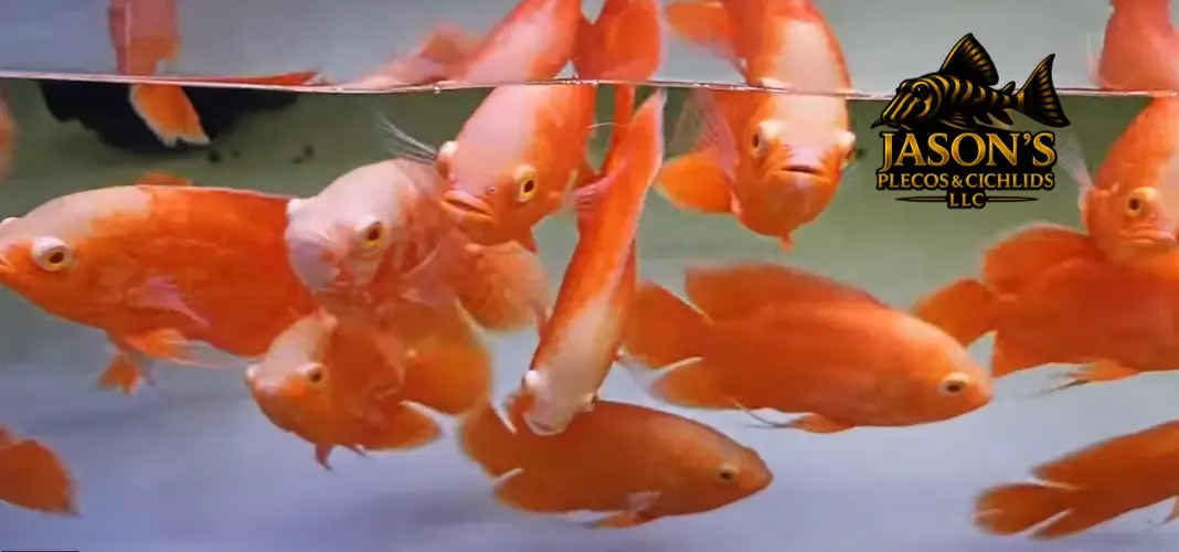 Super Red Oscar - (Astronotus ocellatus)