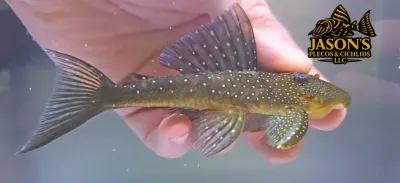 L128 Blue Phantom Pleco - (Hemiancistrus sp.)